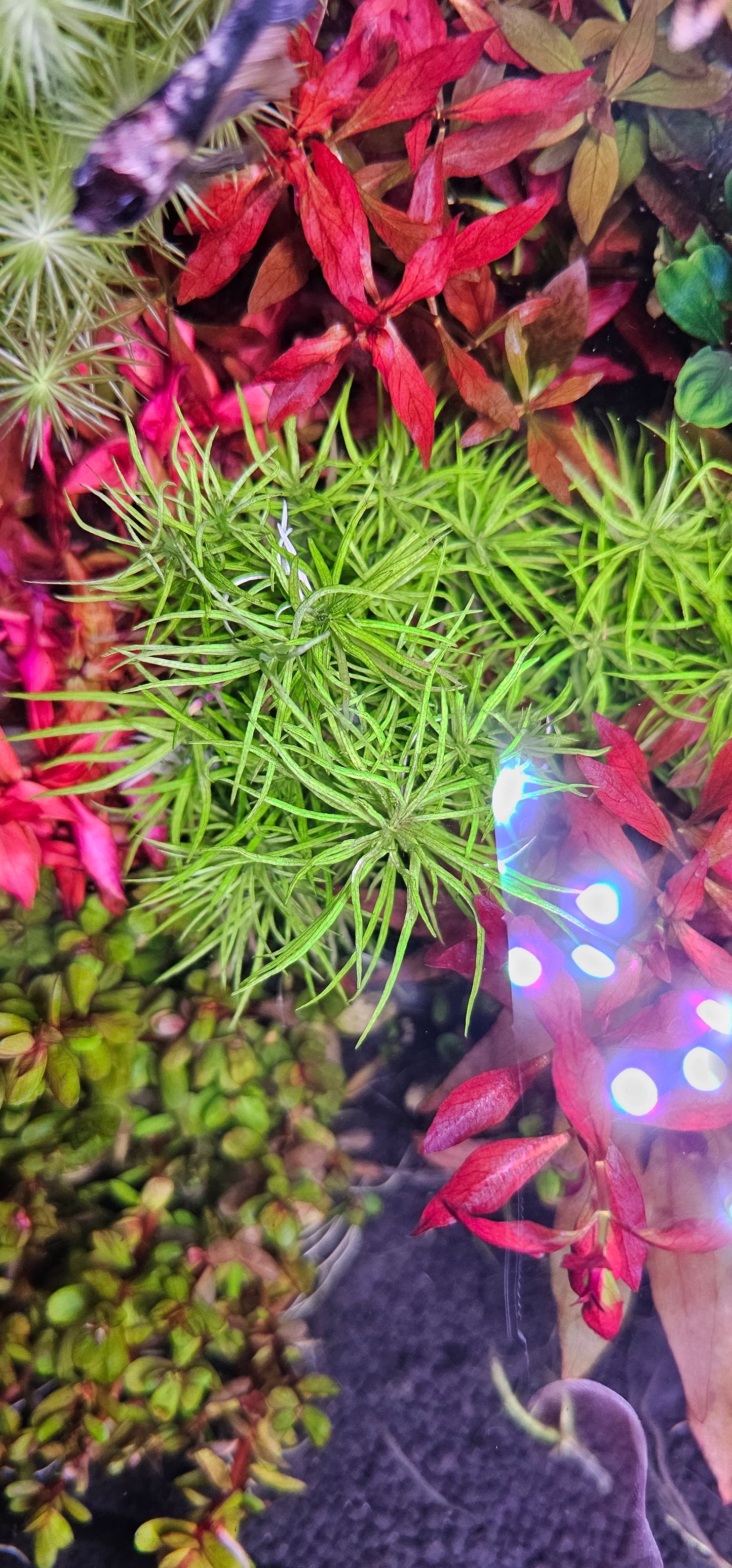 Pogostemon Erectus