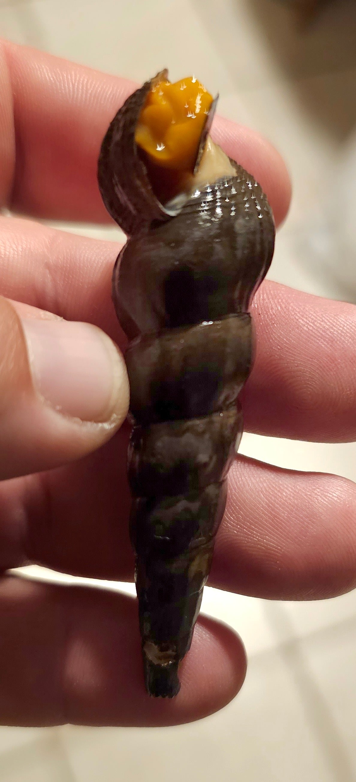Orange poso Rabbit snail