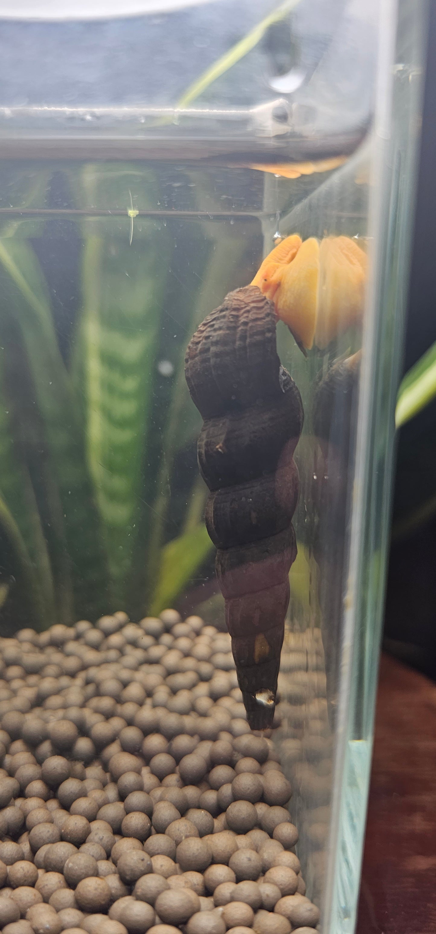 Orange poso Rabbit snail