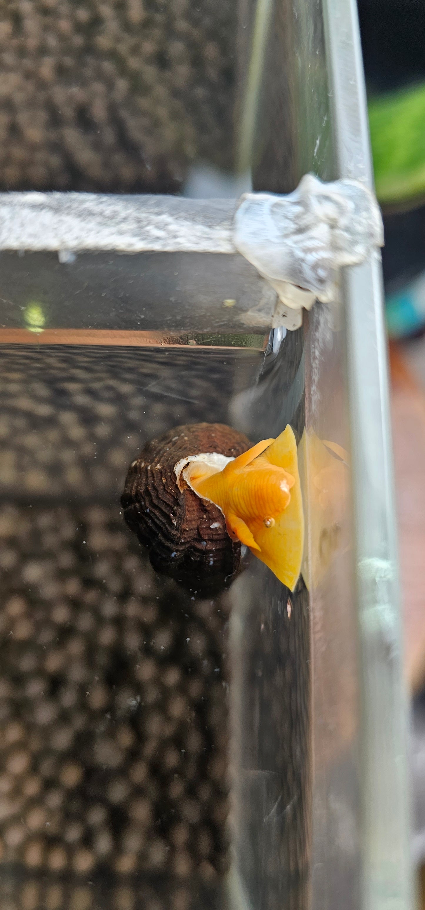 Orange poso Rabbit snail