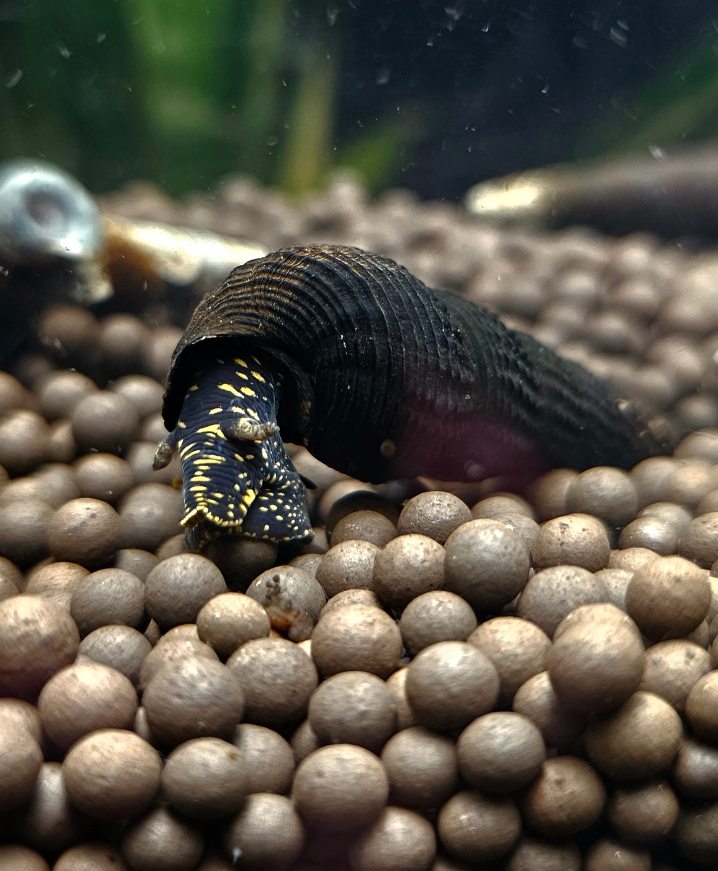 Yellow spotted Rabbit snail