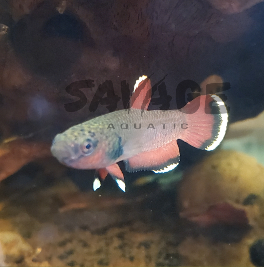 Wild betta channoides pair