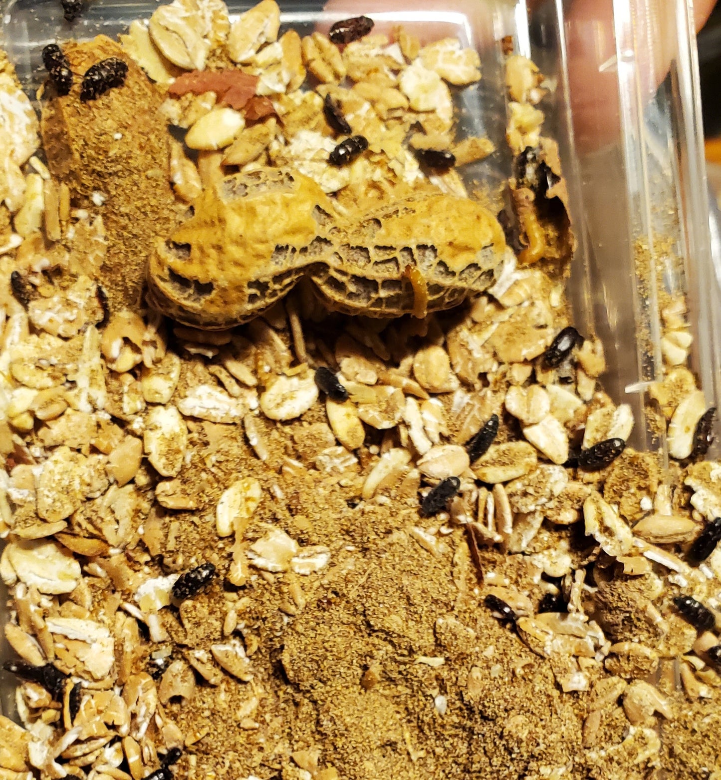 Peanut Beetle culture