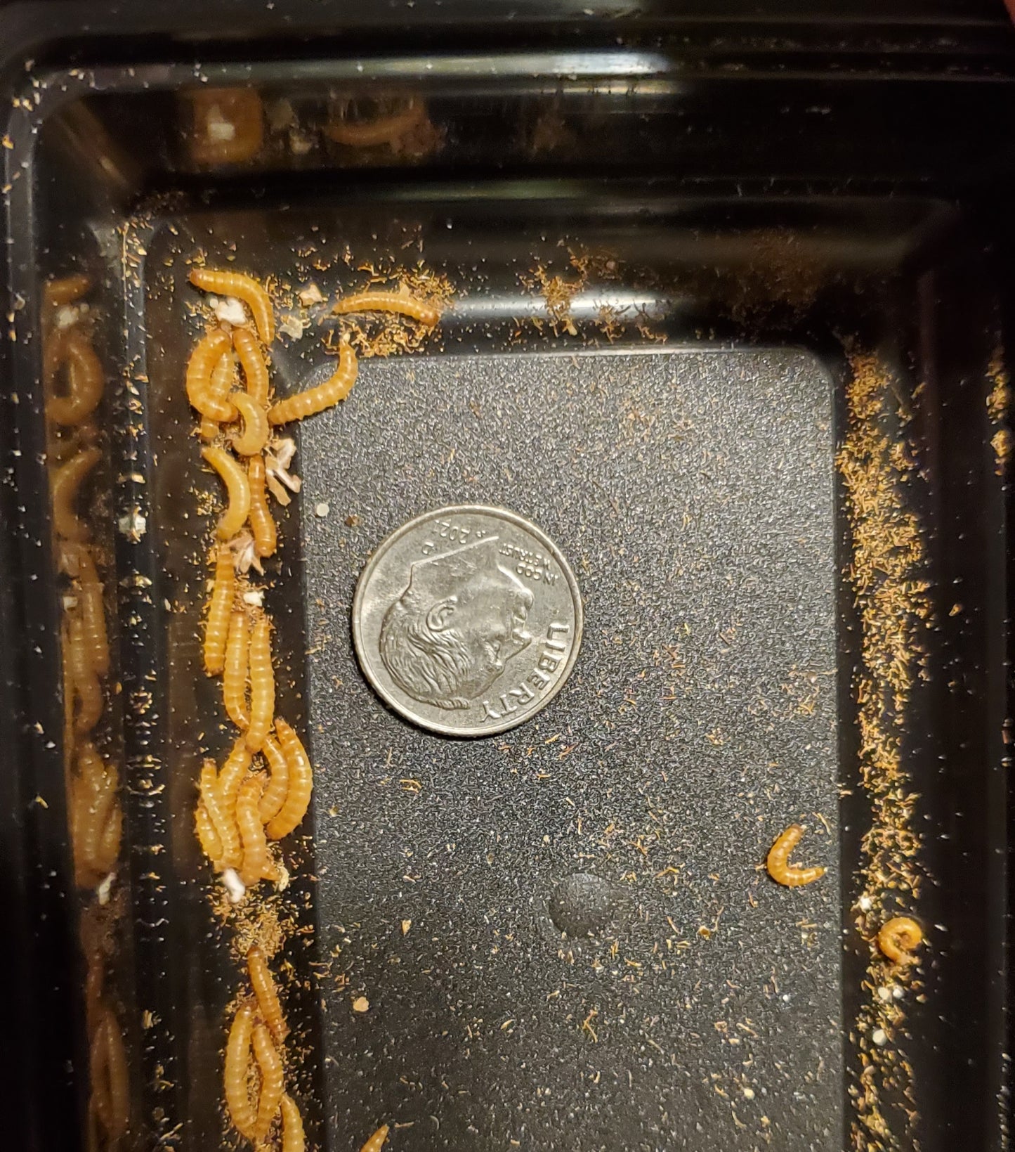 Peanut Beetle culture