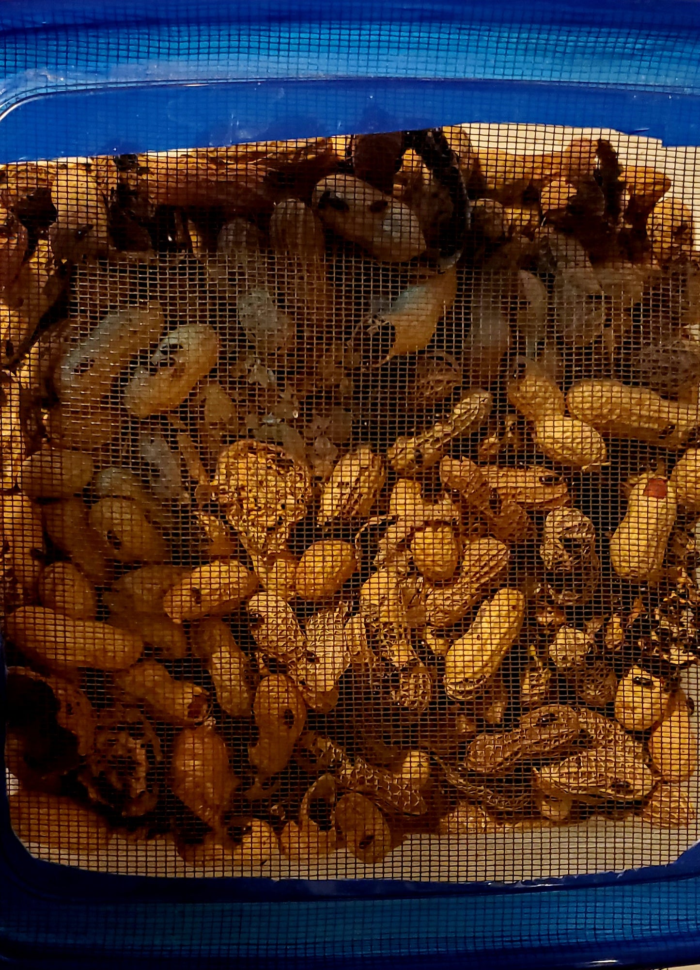 Peanut Beetle culture