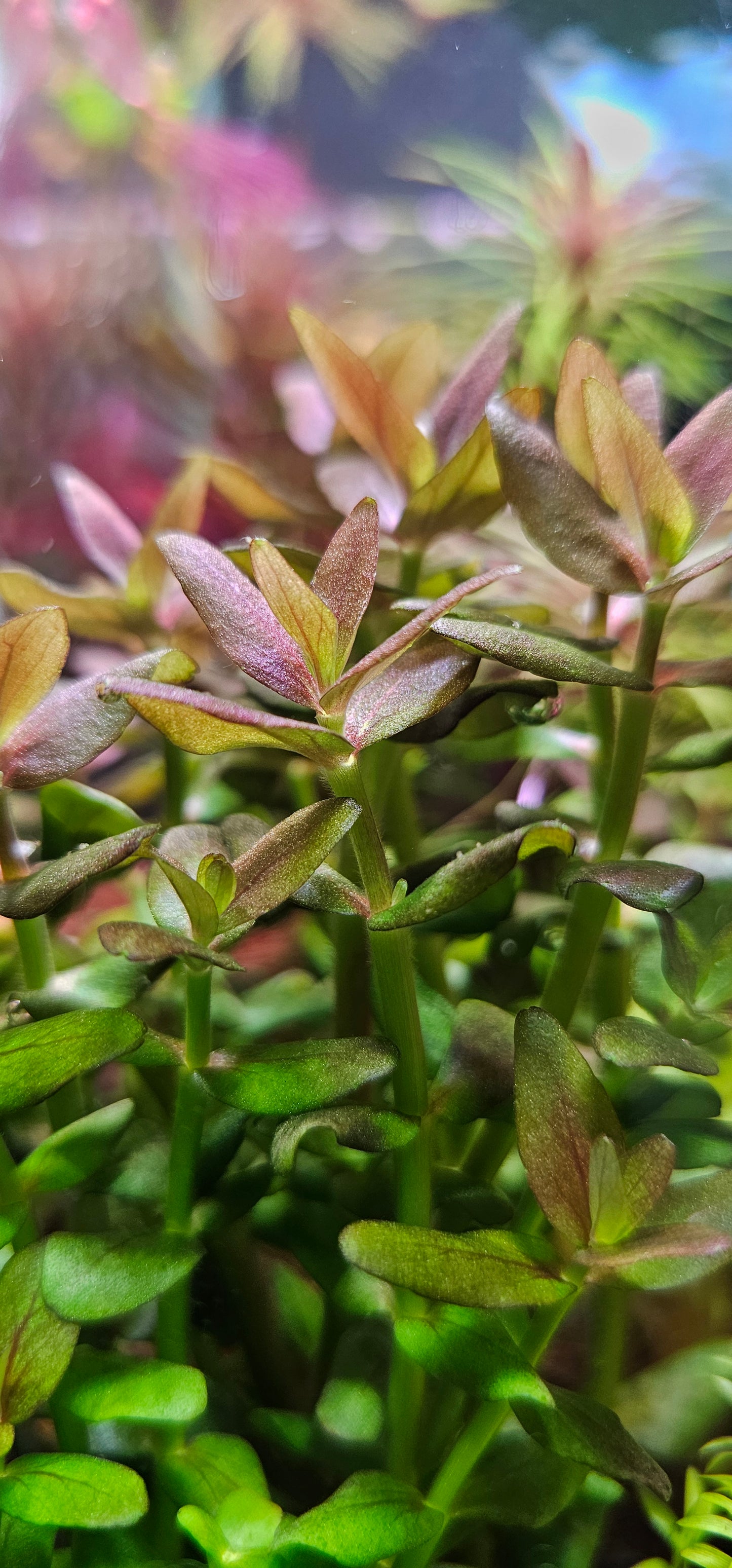 Bacopa Caroliniana