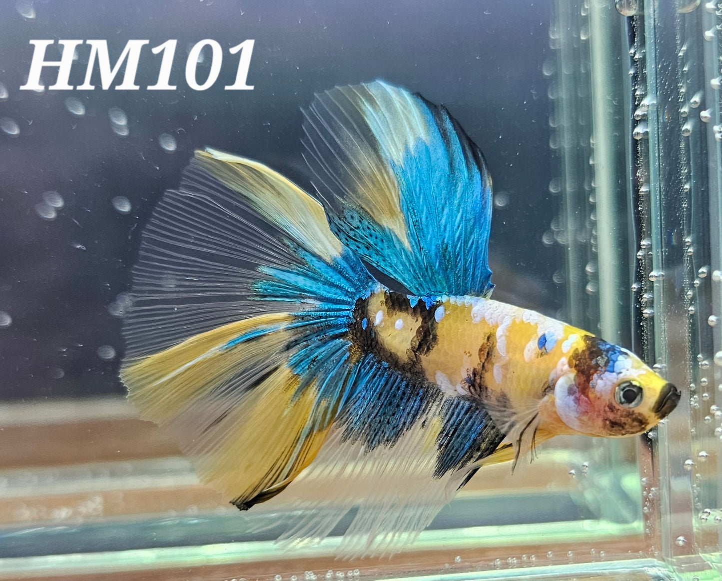 Yellow koi galaxy half-moon