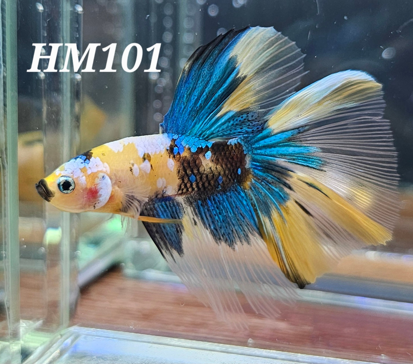 Yellow koi galaxy half-moon