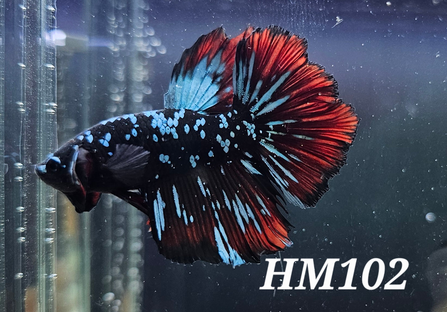 Vampire avatar half-moon