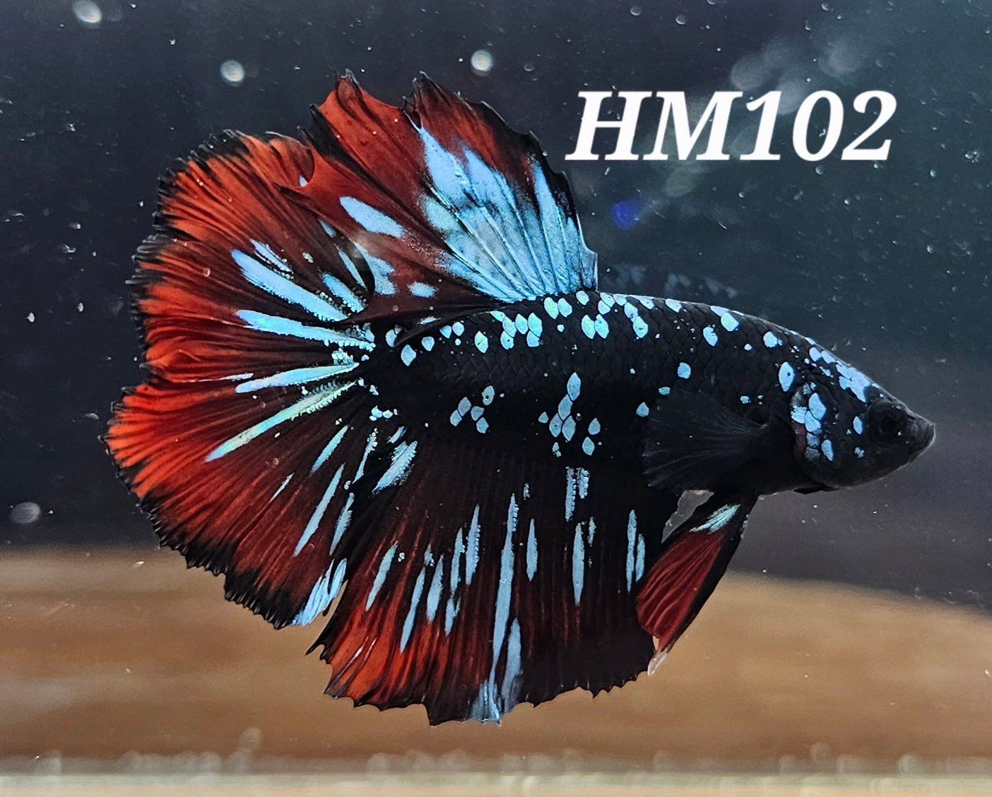 Vampire avatar half-moon