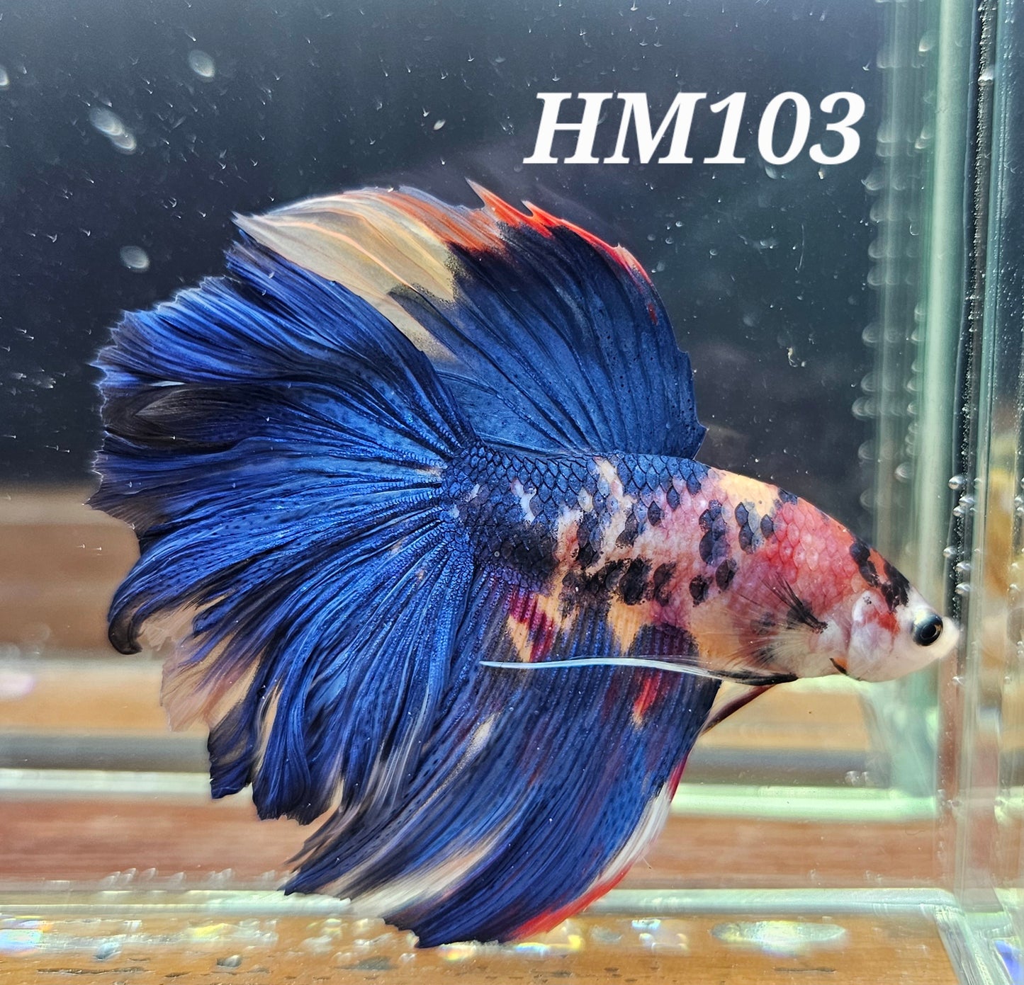 Multicolor half-moon *big guy*