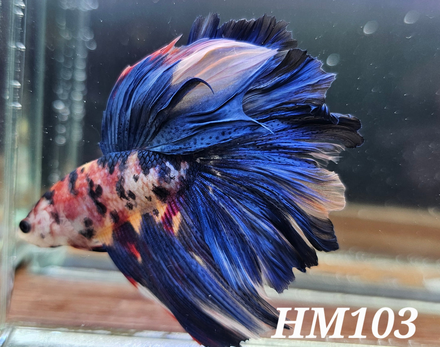 Multicolor half-moon *big guy*
