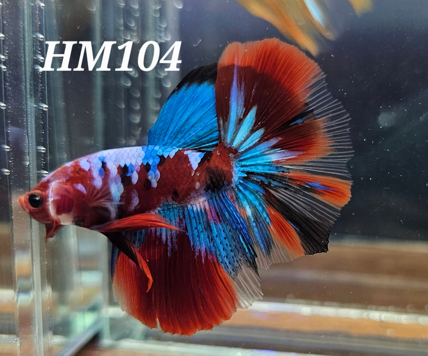 Red galaxy half-moon