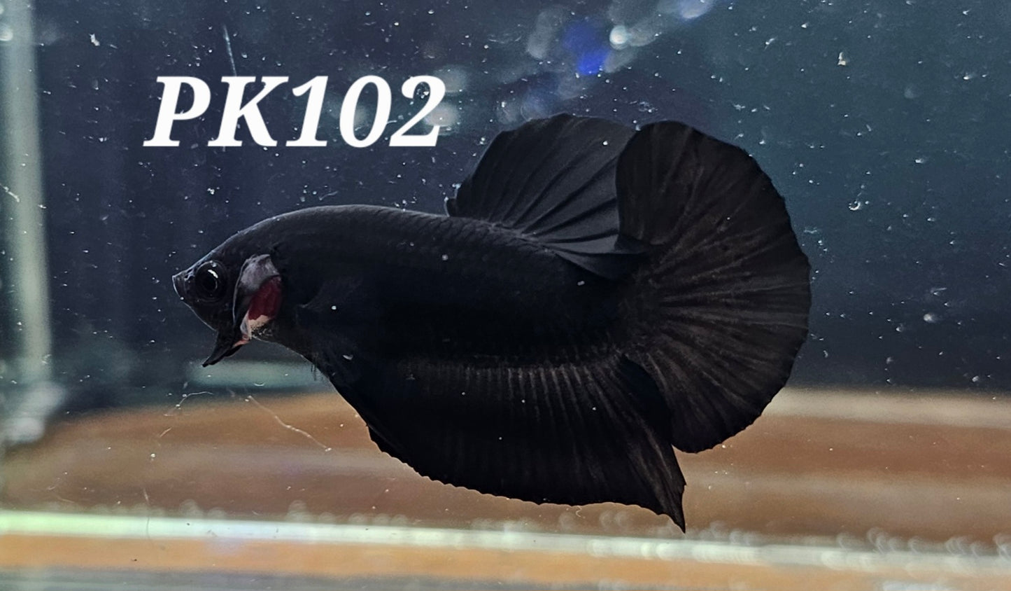Black Avatar plakat