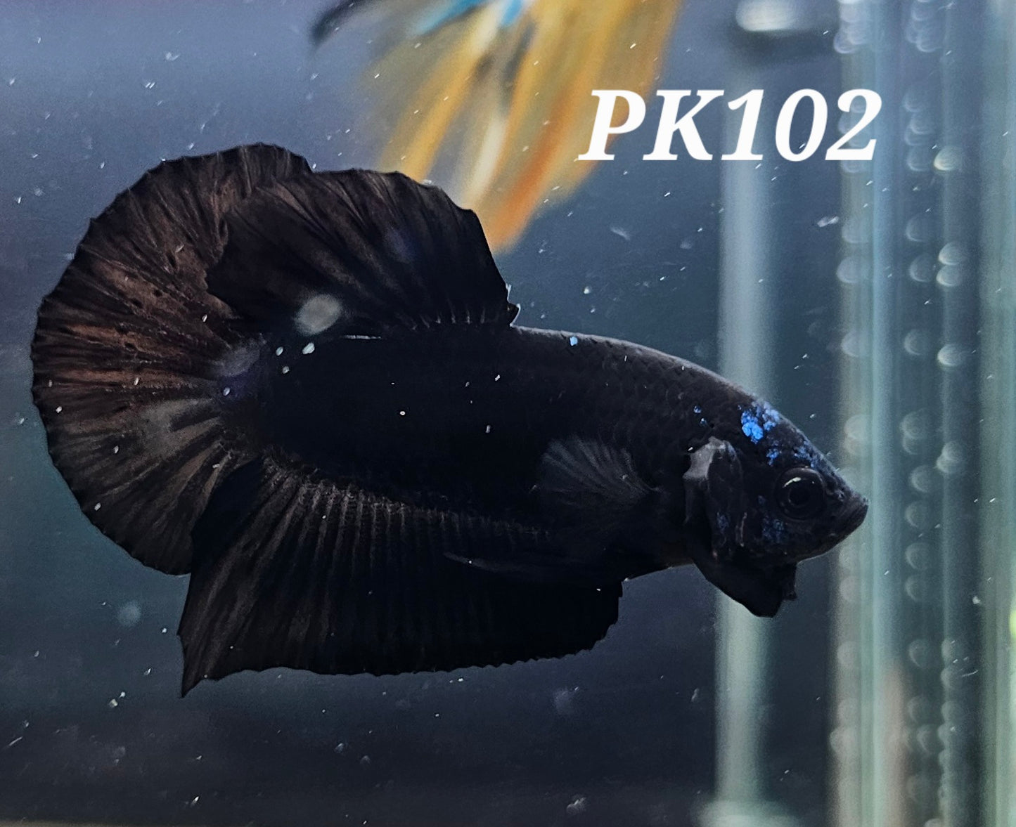 Black Avatar plakat