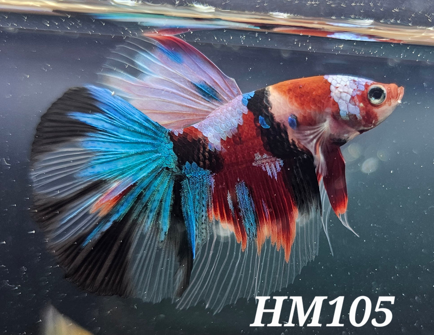 Multicolor half-moon