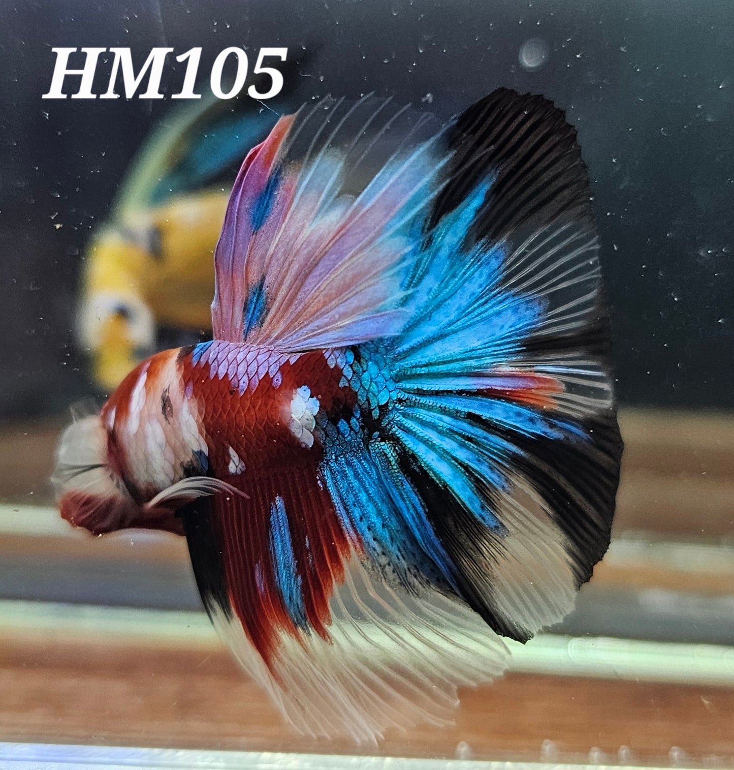 Multicolor half-moon