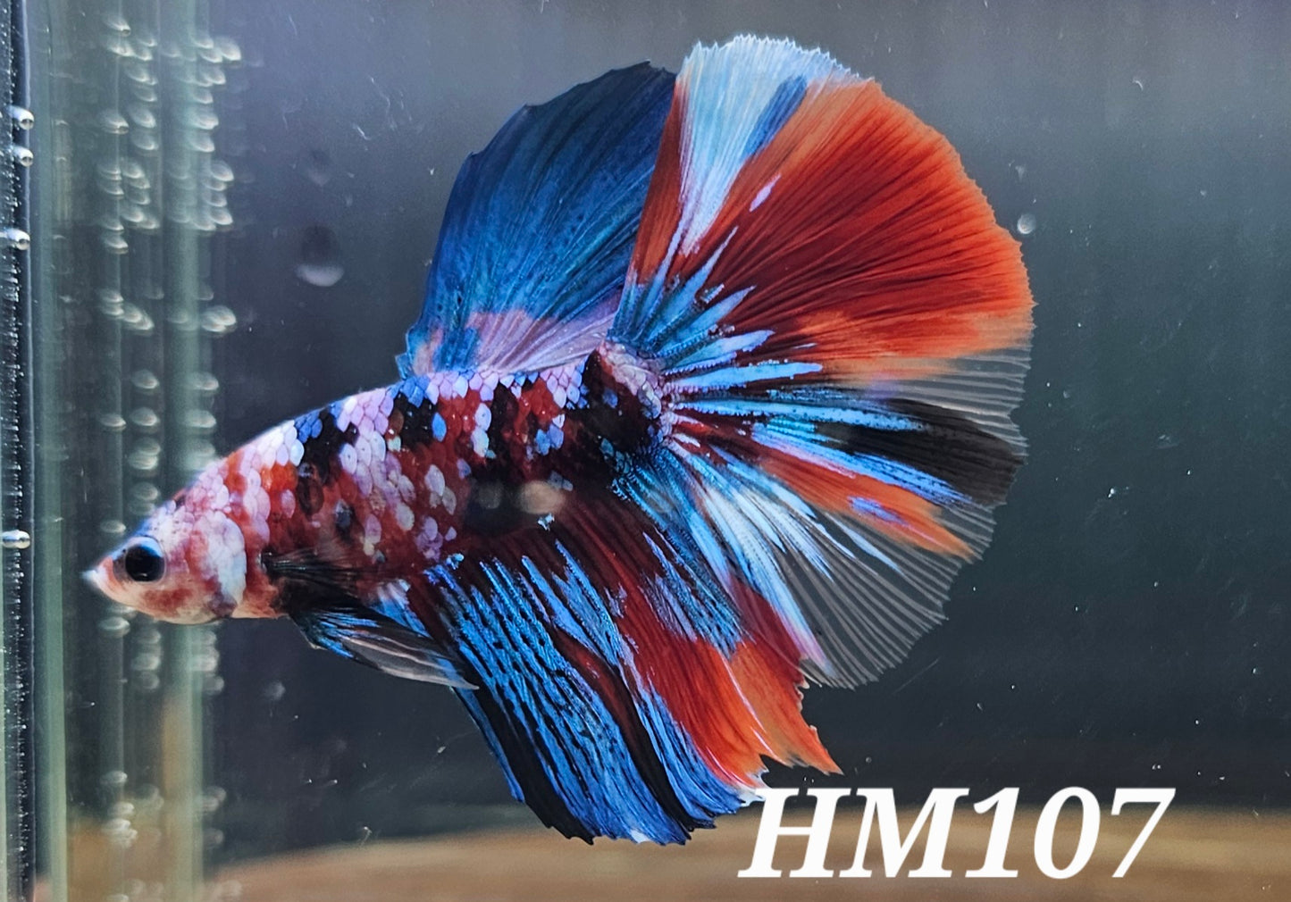 Red galaxy half-moon