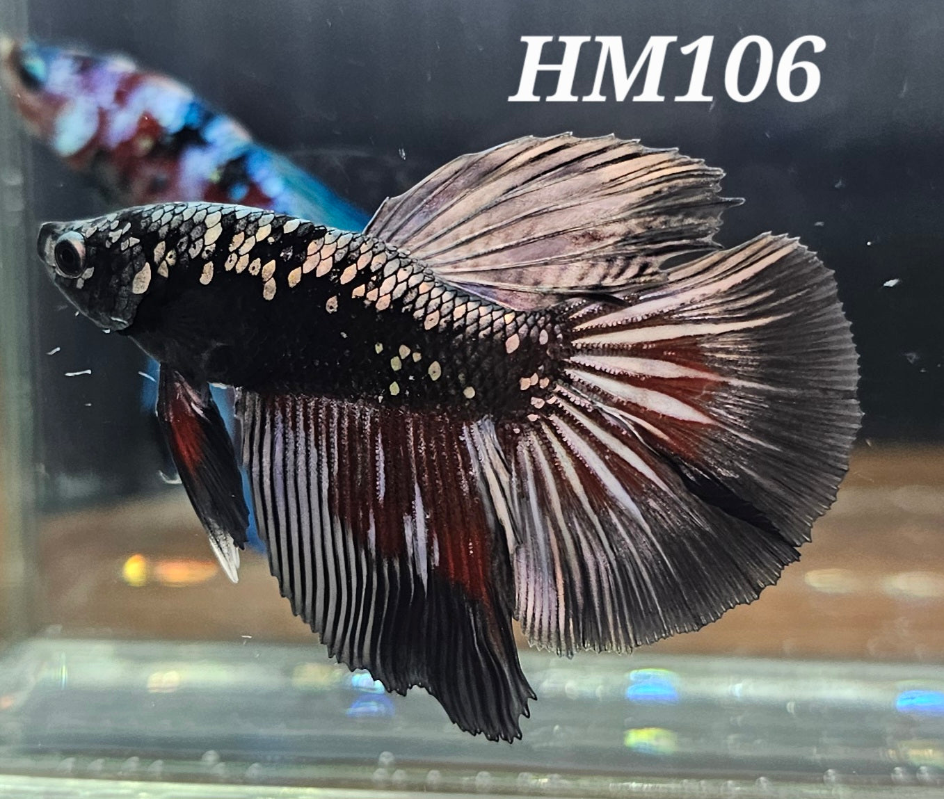 Copper avatar half-moon