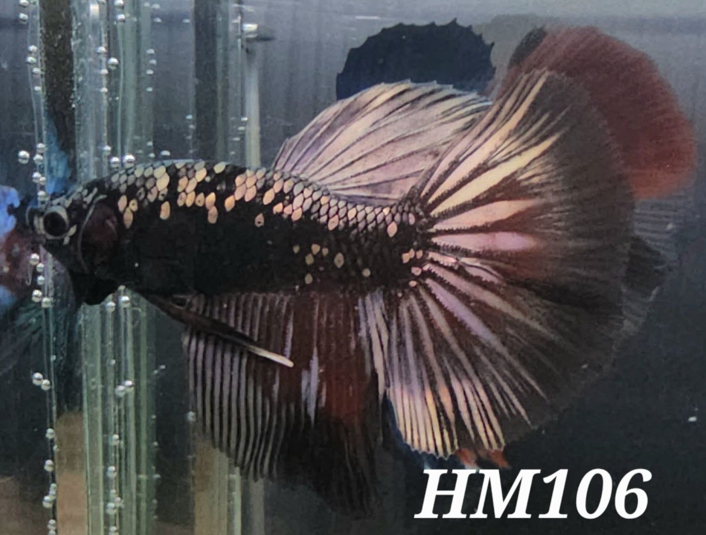 Copper avatar half-moon