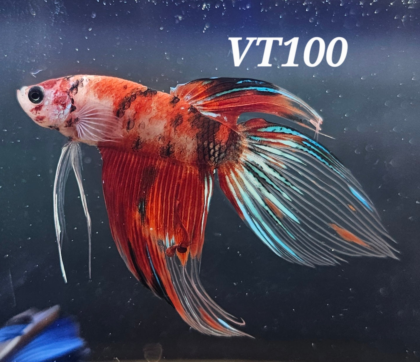 Multicolor veiltail betta