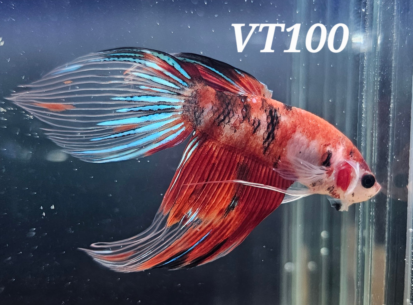 Multicolor veiltail betta