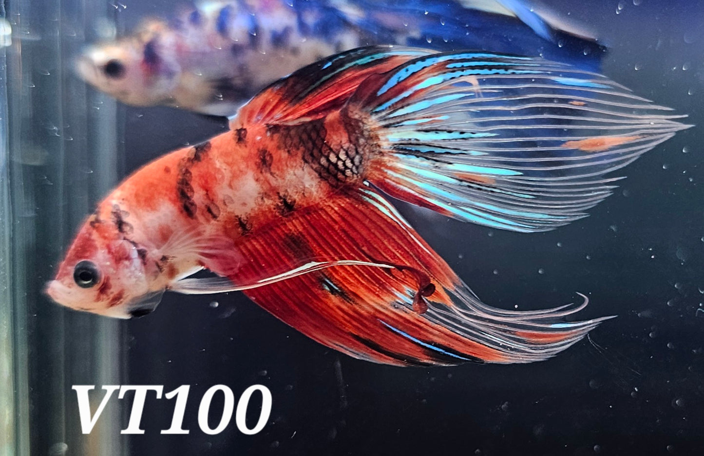 Multicolor veiltail betta