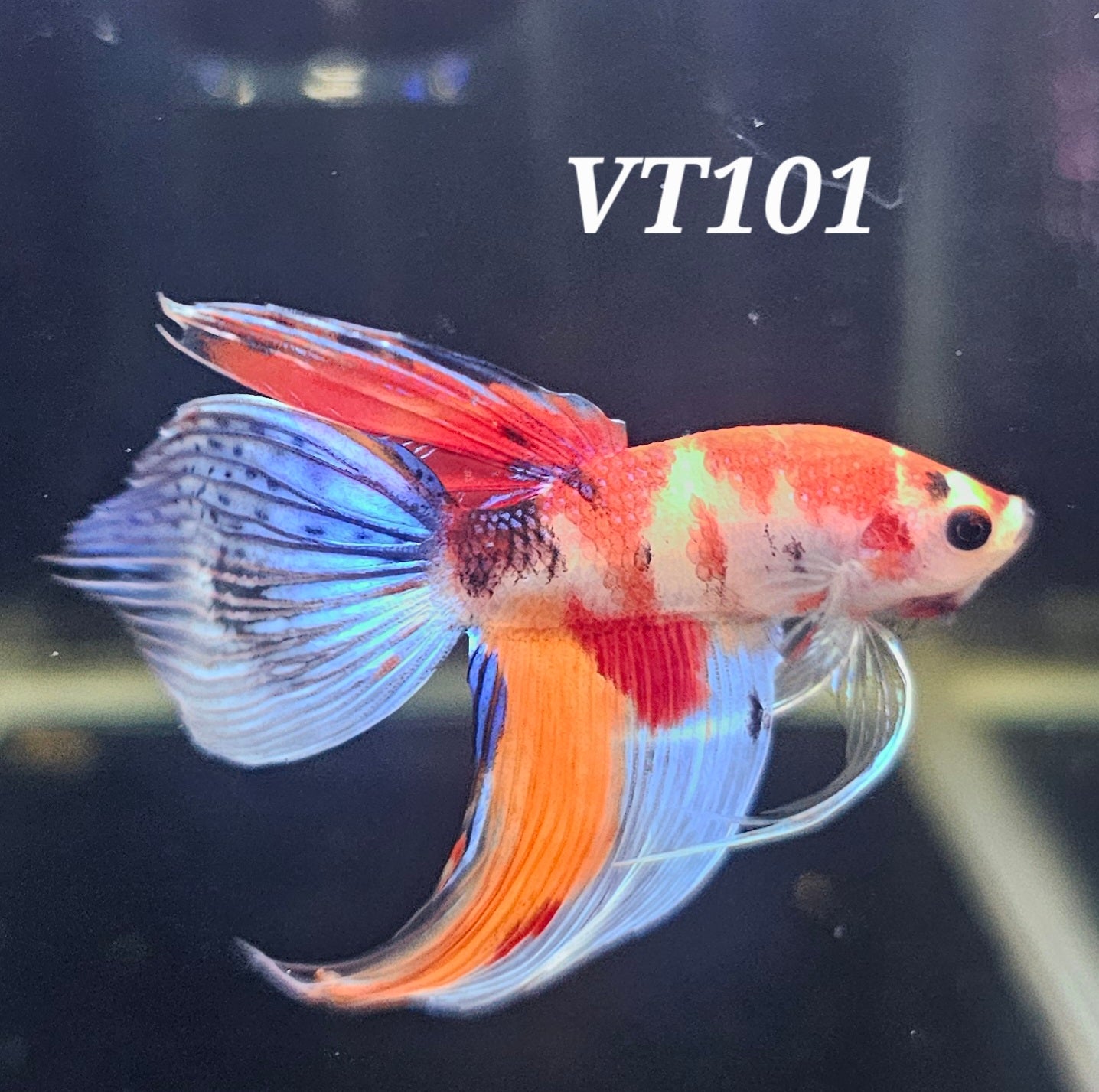 Multicolor veiltail
