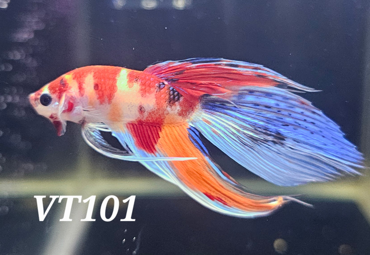Multicolor veiltail