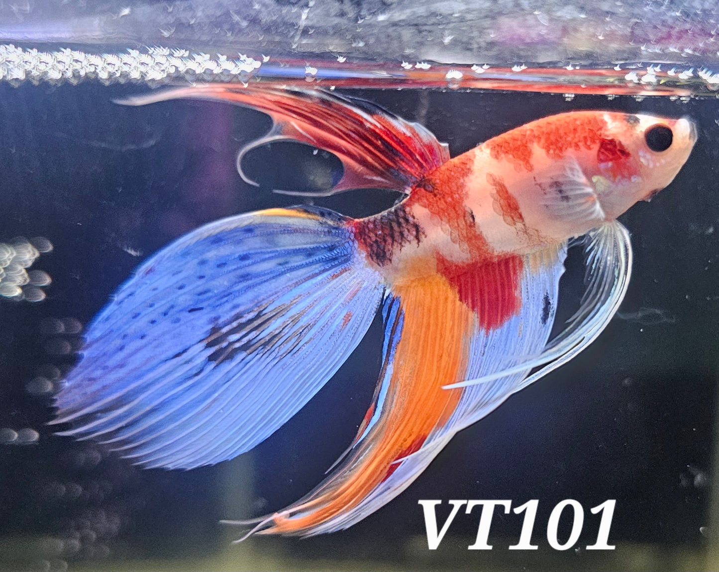 Multicolor veiltail