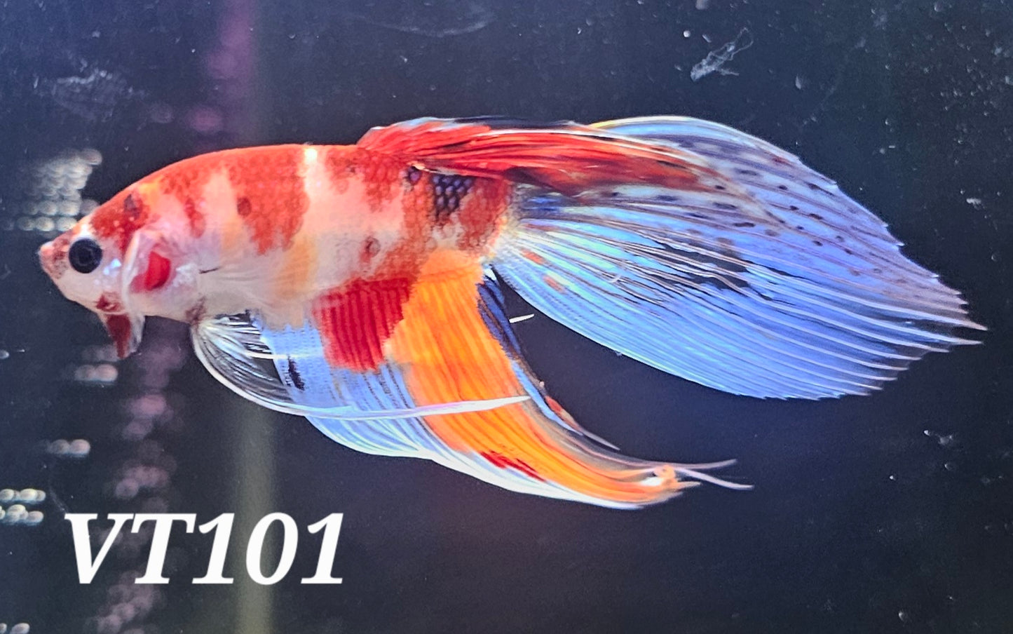 Multicolor veiltail