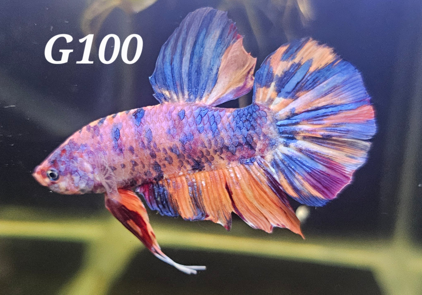 Giant male plakat