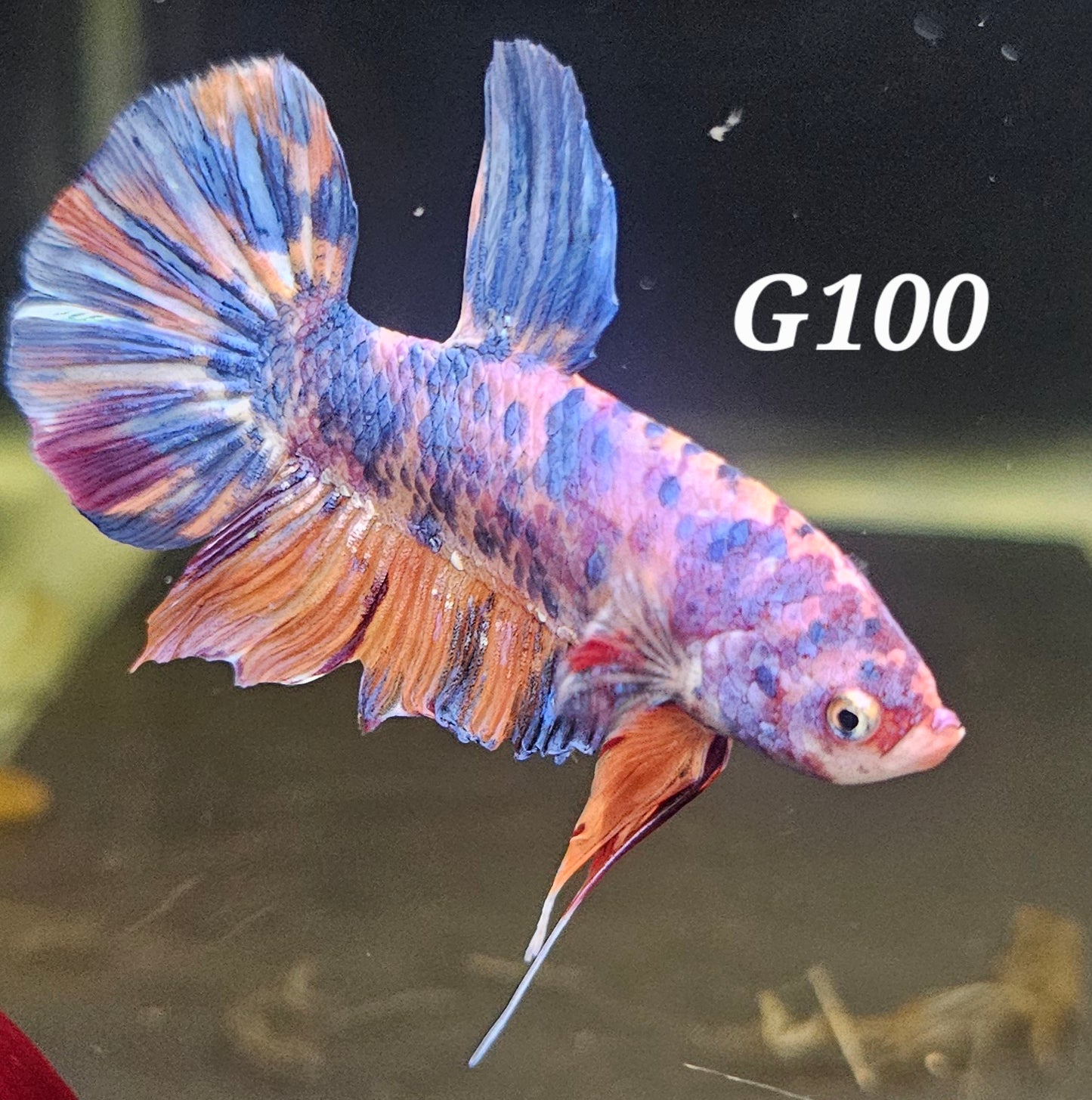 Giant male plakat