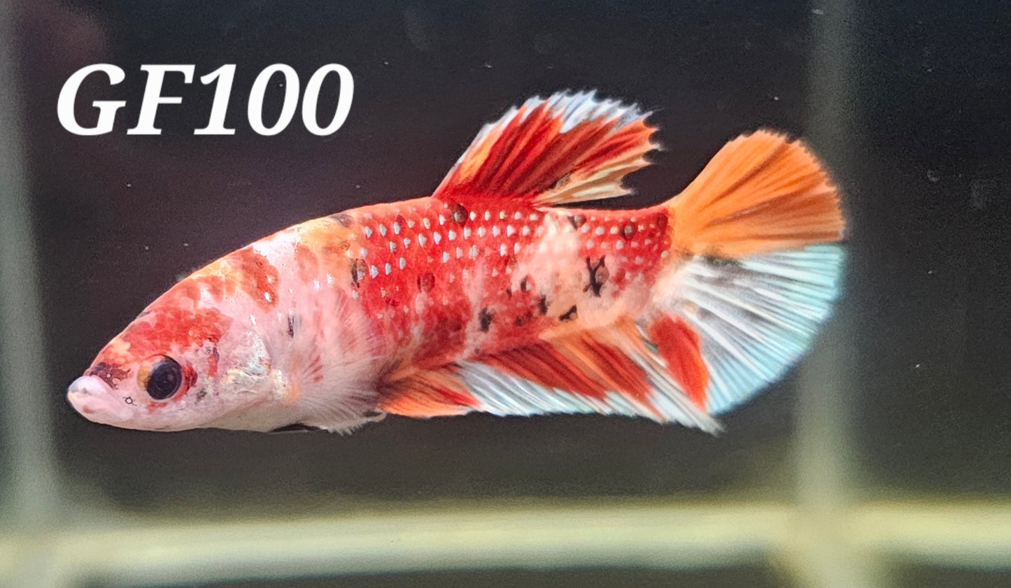 Giant female plakat