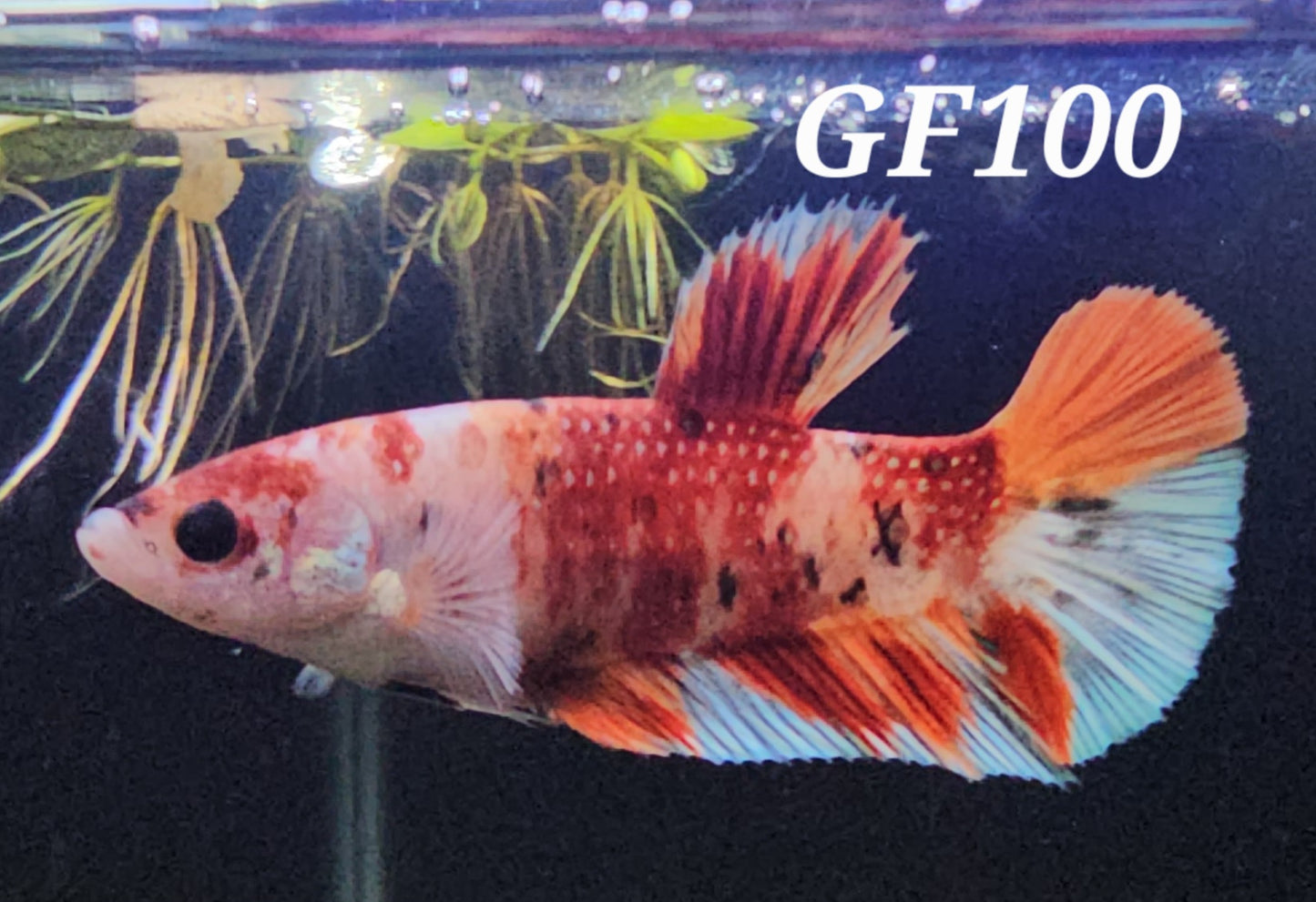 Giant female plakat