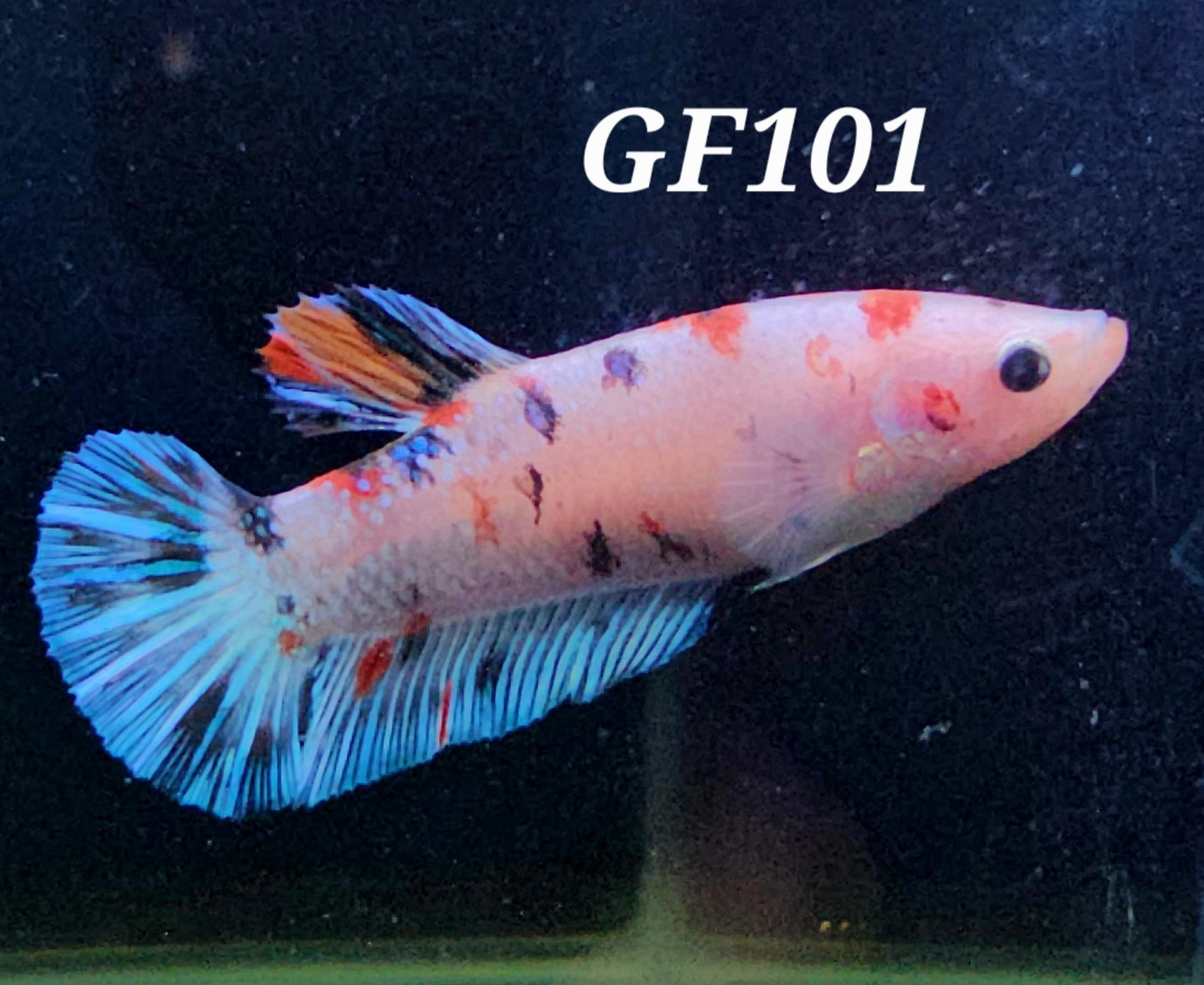 Giant female plakat