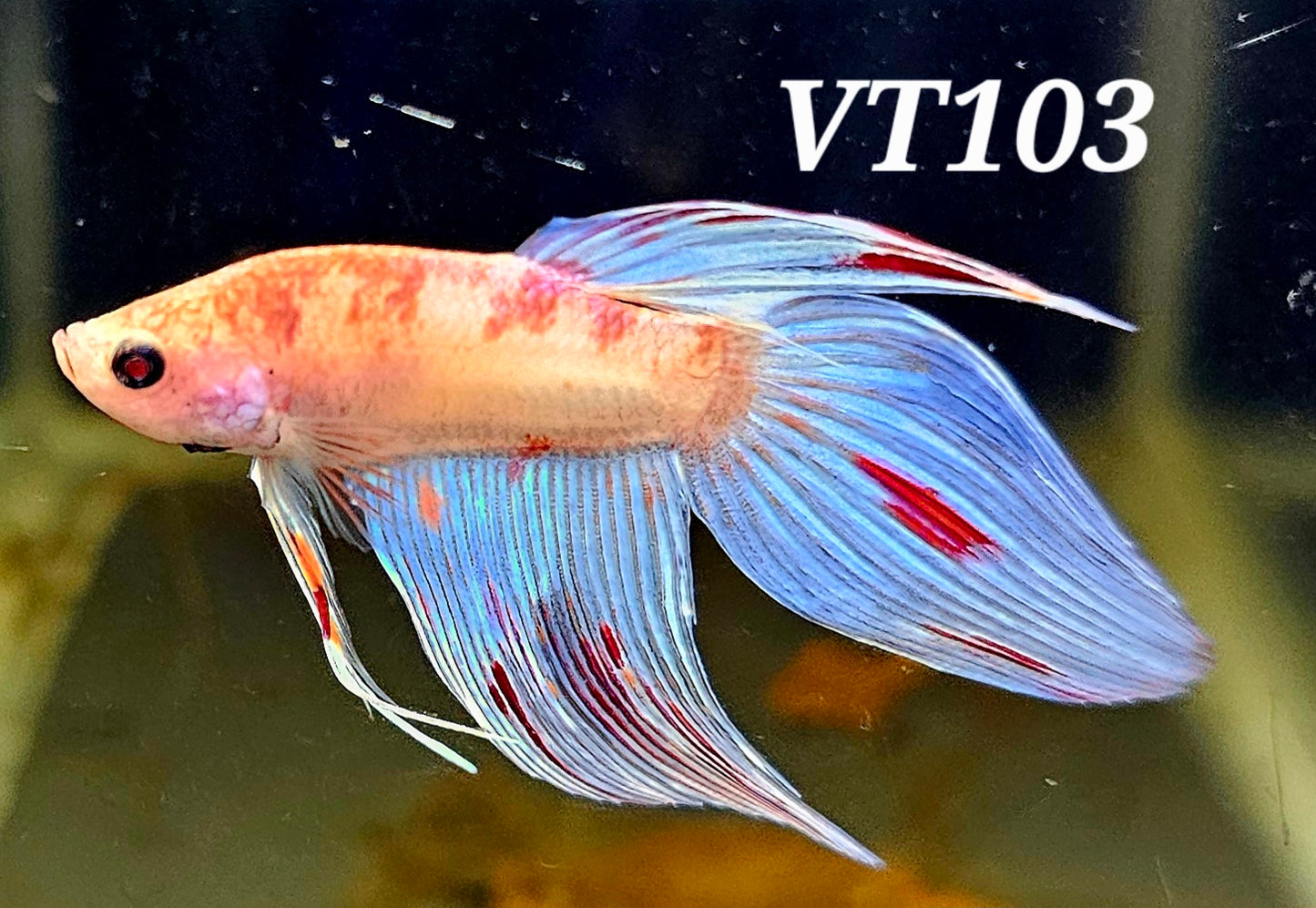 Veiltail