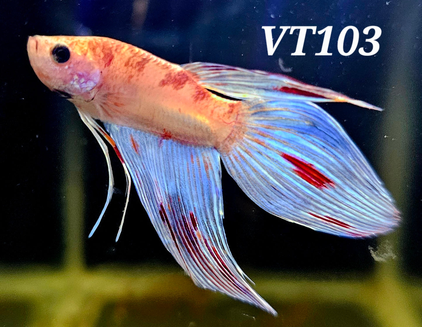 Veiltail