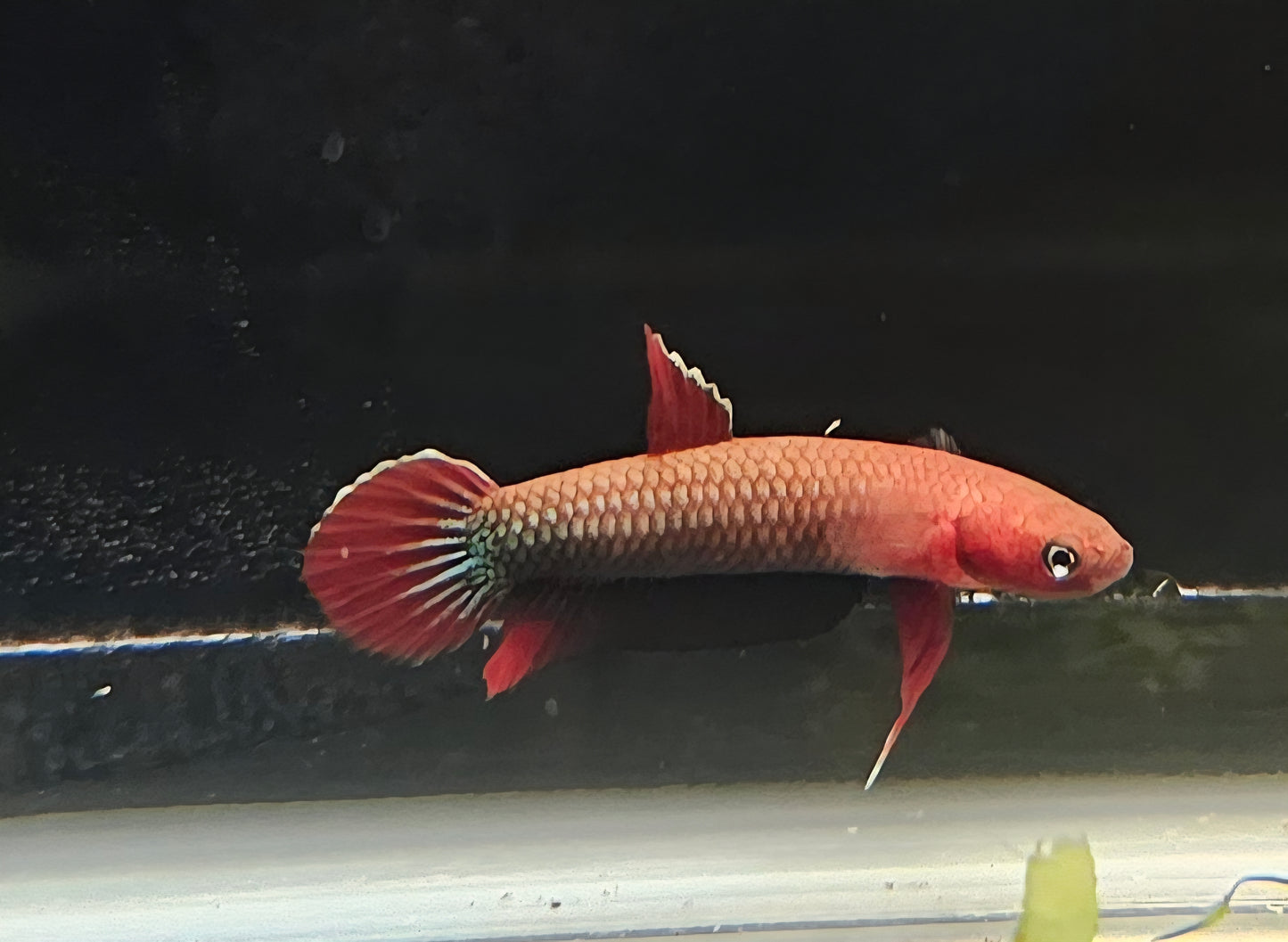 SP Jade wild betta pair