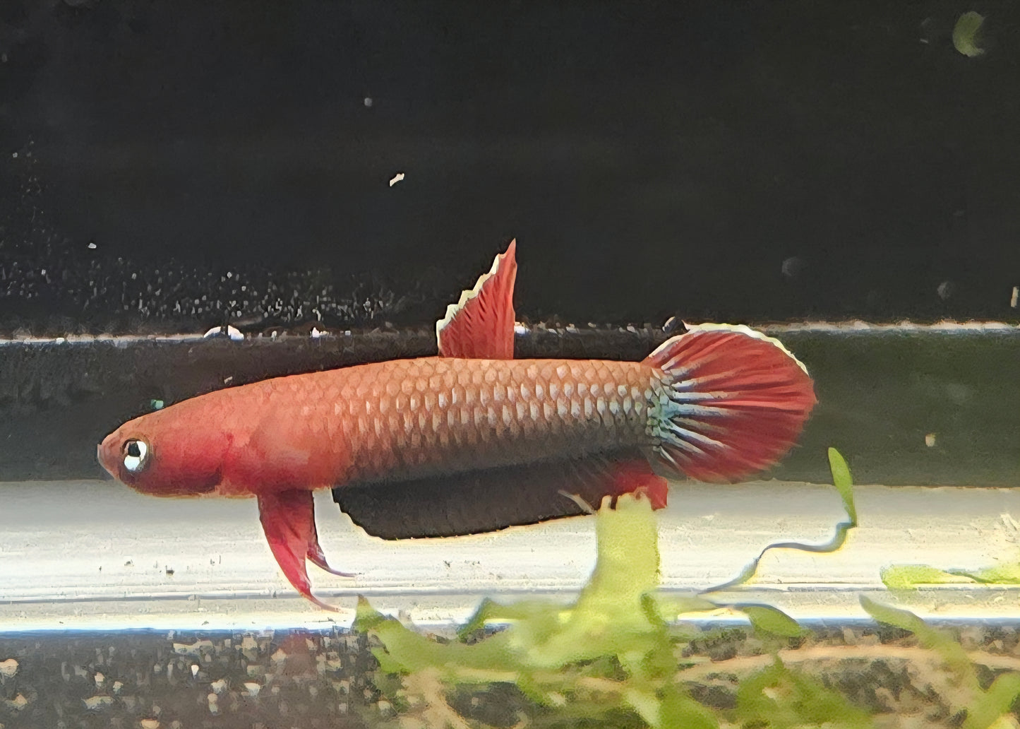 SP Jade wild betta pair