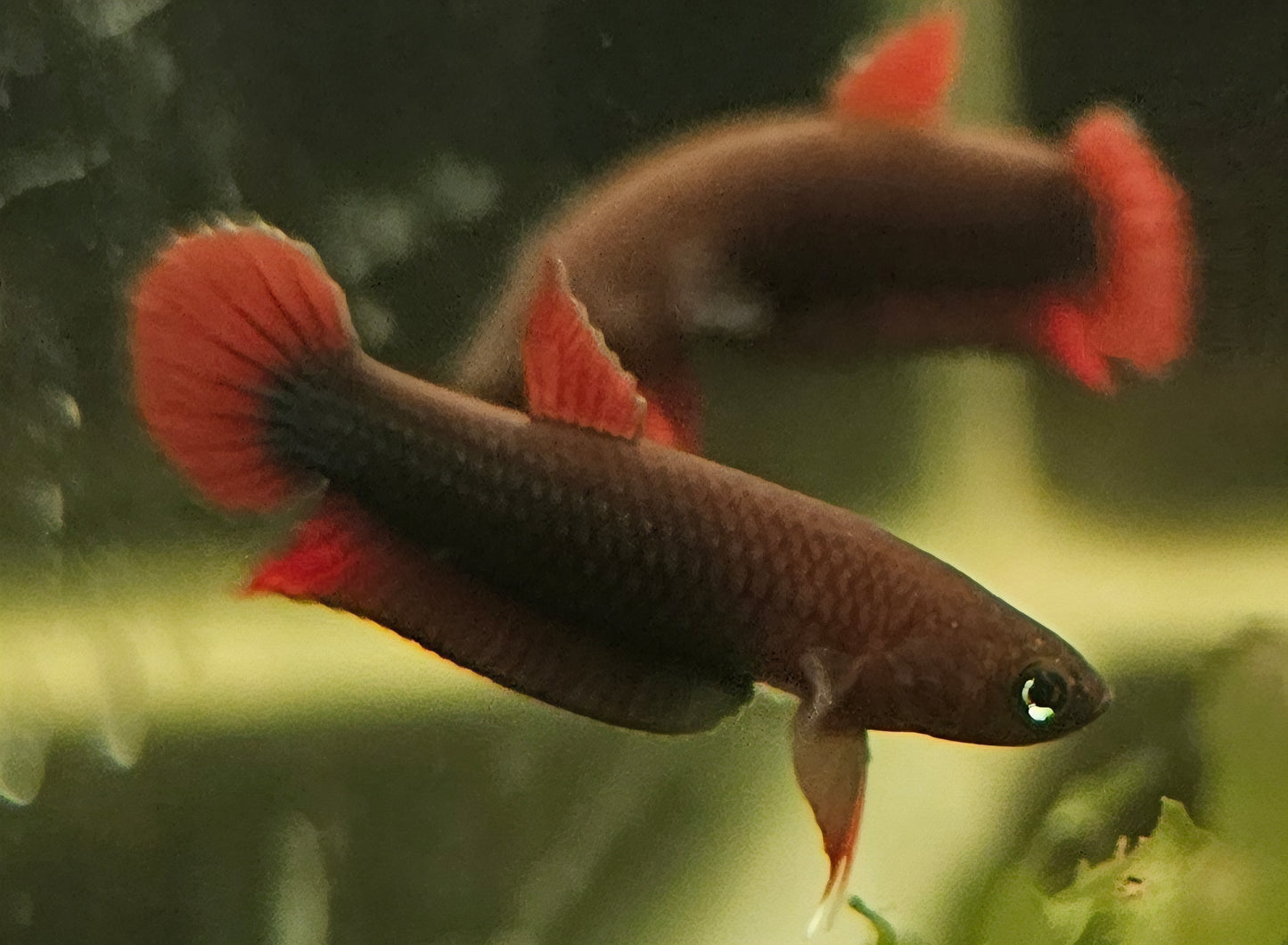 SP Jade wild betta pair