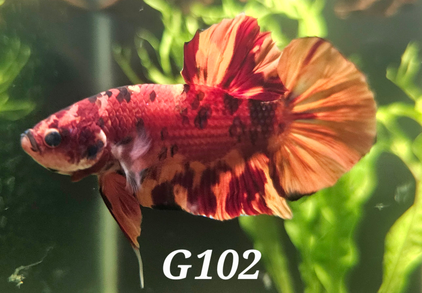 Giant nemo plakat