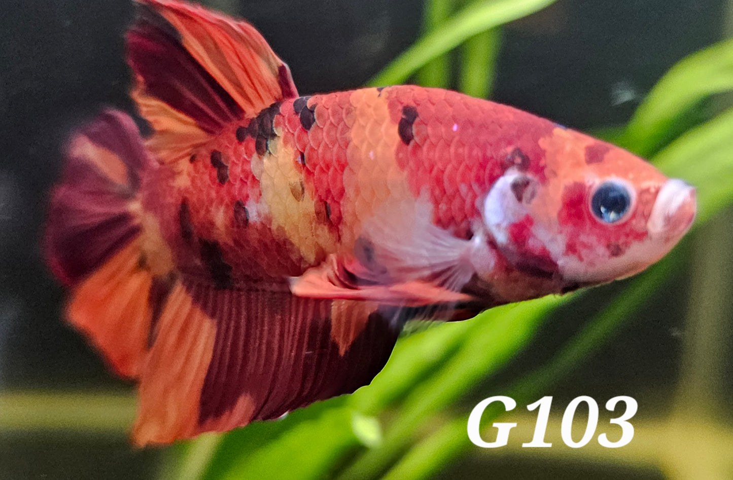Giant nemo Plakat