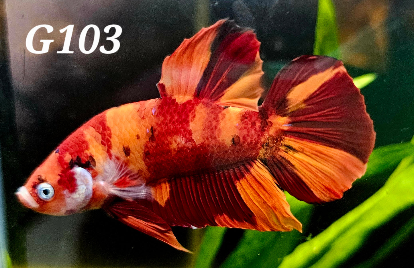 Giant nemo Plakat