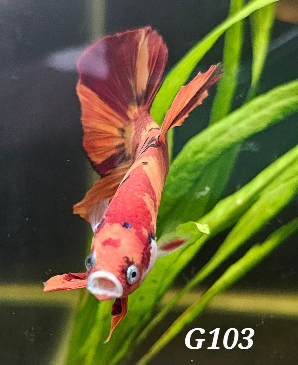 Giant nemo Plakat