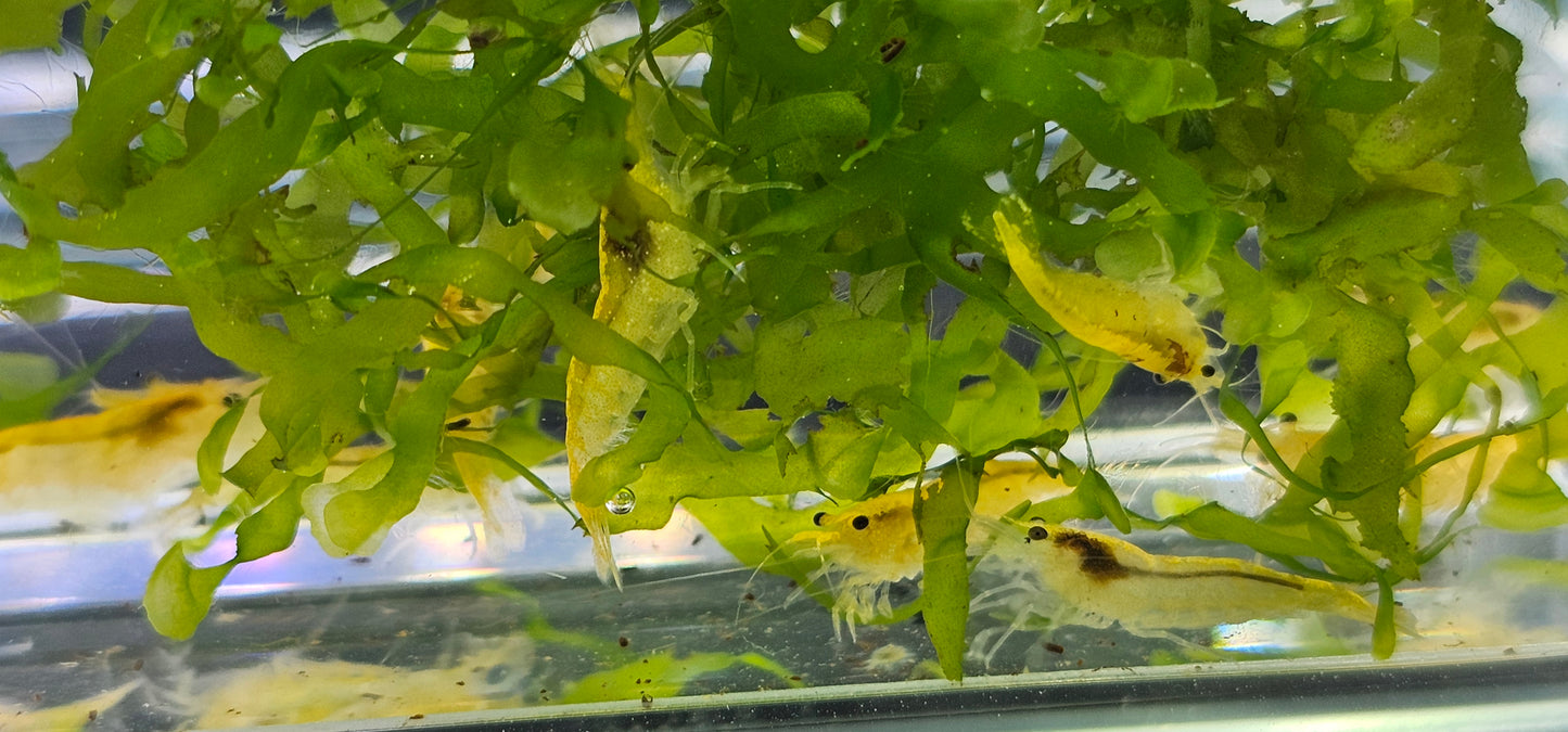 Yellow Fire Neocaridina