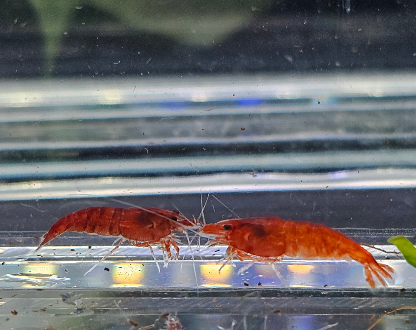 Bloody Mary Neocaridina