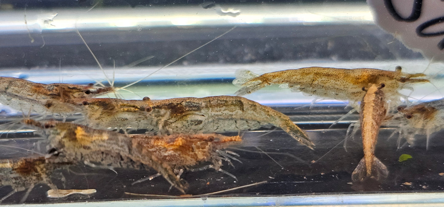 Amano Shrimp (Caridina multidentata)