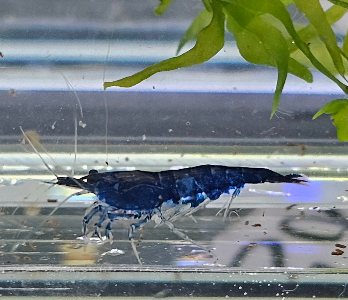 Blue Diamond shrimp