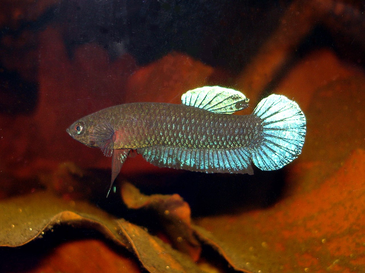 Wild betta Persephone pair